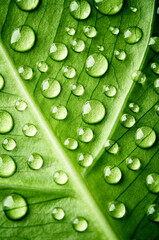 Leaf texture with drops of water