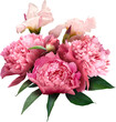 Pink peony isolated on a transparent background. Png file.  Floral arrangement, bouquet of garden flowers. Can be used for invitations, greeting, wedding card.