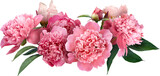 Pink peony isolated on a transparent background. Png file.  Floral arrangement, bouquet of garden flowers. Can be used for invitations, greeting, wedding card.