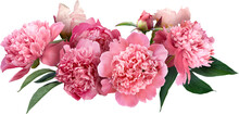 Pink Peony Isolated On A Transparent Background. Png File.  Floral Arrangement, Bouquet Of Garden Flowers. Can Be Used For Invitations, Greeting, Wedding Card.