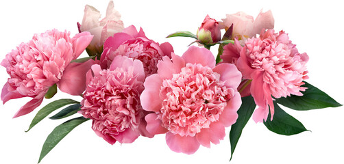 Wall Mural - Pink peony isolated on a transparent background. Png file.  Floral arrangement, bouquet of garden flowers. Can be used for invitations, greeting, wedding card.