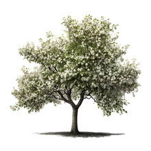 Apple Tree Isolated. Illustration Generative  AI
