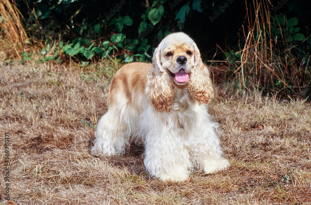 American Cocker Spaniel sitting outside near bushes in brown grass with ...