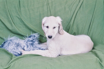 Afghan puppy on green blanket with blue toy