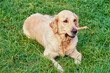 © SuperStock - Golden retriever chewing on wooden stick while laying in grass outside