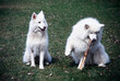 © SuperStock - Samoyeds sitting in grass field with stick