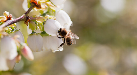 Wall Mural - Honey bee polinating blueberry flowers.