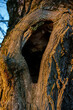 Dziupla w drzewie dla ptaków