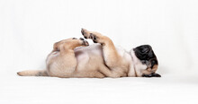 Funny Pug Puppy Of Beige Color Lies On His Back On A White Background