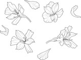 Fototapeta Motyle - Orchids and petals vector line drawing