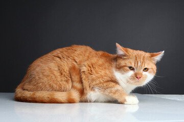 Wall Mural - portrait of a cat on a gray background