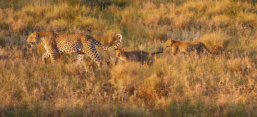 A leopardess with two kittens walking through the savannah in the morning sun, bright colours, side view, morning safari in Kruger Park, South Africa.