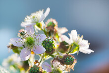 Beautiful Flowering Bramble Twig With Unripe Berries On Blue Sky Background. Rubus Fruticosus. Closeup A Pink Flower On Blur Branch, Bright White Blooms Or Growing Green Blackberries In Spring Nature.