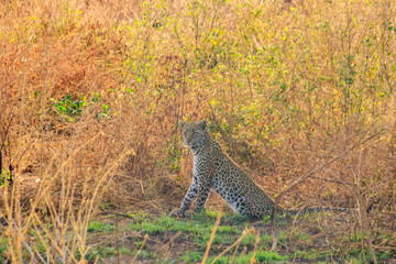 Poster - African leopard (Panthera pardus pardus) sitting in grass in Serengeti National park, Tanzania