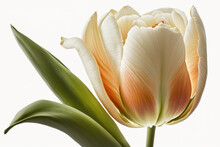 The Vibrant Elegance: Tulips 