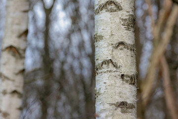 Wall Mural - Selective focus of tree trunks in the forest, White bark with leafless in winter, Birch is a thin leaved deciduous hardwood tree of the genus Betula in the family Betulaceae, Nature background.