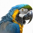 Blue and Yellow Macaw Illustration, Generative AI