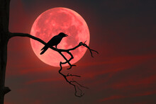 An Image Of A Crow Perched On A Dry Branch Of A Large Tree In The Eerie Atmosphere Of A Red Full Moon.