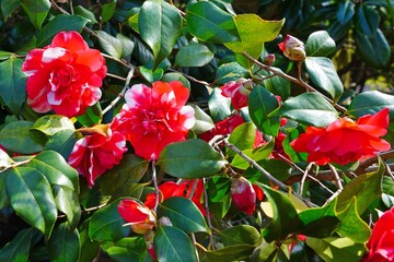 Wall Mural - Pink candy stripe camellia japonica flower in bloom