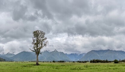 a lone tree standing in front of mountains of the glacial region of the west coast (te tai poutini) 