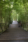 Fototapeta Bambus - Path in the Bamboo Forest.