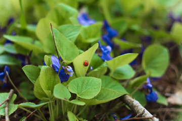 Wall Mural - Close up outdoor blue violet flowers with ladybug on leaf concept photo. Front view photography with blurred background. High quality picture for wallpaper, travel blog, magazine, article