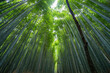 © Cavan Images - bamboo forrest at Arashiyama Bamboo Groove near Kyoto