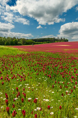 Red clover field in front of forest