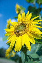 Sunflower Flower Yellow Blossom Free Stock Photo - Public Domain Pictures
