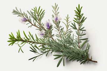 Poster - a white background with an isolated bunch of rosemary. Generative AI