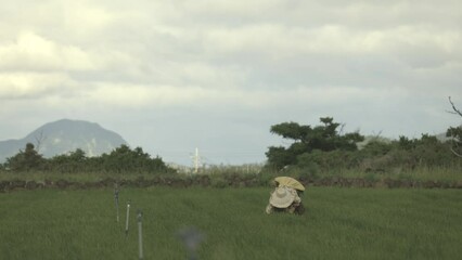 Wall Mural - A farmer in the rice field, working on his farm, in Jeju Island Korea