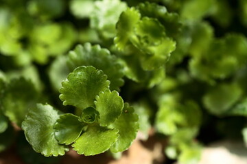 Green fresh sedum leaves close up on stones background view from above