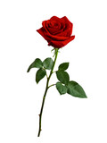 Dark red rose with green leaves isolated on white background