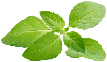 Wall Mural - Peppermint leaves