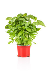 Wall Mural - Basil growing in a pot