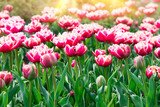 Fototapeta  - Pink tulips bloom under sunshine in the garden. tulip flowers in park, spring season	