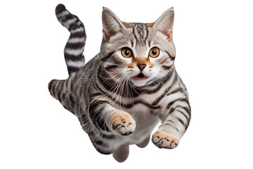 jump american shorthair on isolated white background