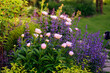 perennial flowers in summer - catmint (nepeta) and peony blooming together. Beautiful plants combination for english private garden, companion plants in landscape design