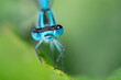 Wide portrait of a blue dragonfly on a leaf (Coenagrion puella male) 