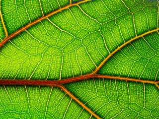 Canvas Print - macrophotograph of a tropical leaf - leaf texture, leaf background with veins and cells in the detail