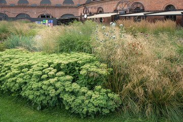 Wall Mural - Ochitok ordinary, sedum, lush thickets