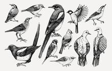 Vector Collection Of Hand-drawn Birds Illustrations In Engraved Style. Popular Backyard Birds - Magpie, Dove, Sparrow, Great Tit Isolated On Vinatge Background. Detailed Wildlife Drawings Set.