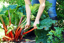 Woman At Gardening Is Harvesting Rhubarb 