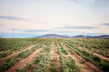 Poster - Farm, landscape or green plants growth on sustainability nature, agriculture field or countryside environment. Vegetables, crops or produce on farming garden for food, healthcare or wellness industry