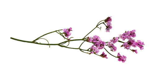 Wall Mural - Twig of pink limonium flowers isolated on white or transparent background
