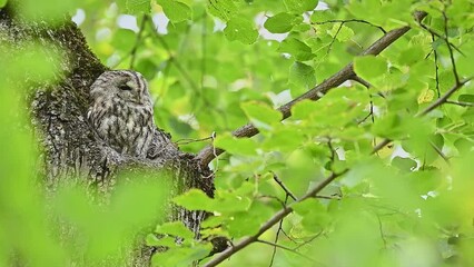 Wall Mural - Tawny owl on tree trunk in the summer season (Strix aluco)