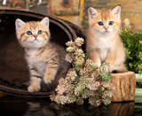 Fototapeta Zwierzęta - Red and tabby kittens, British chinchilla cat breed