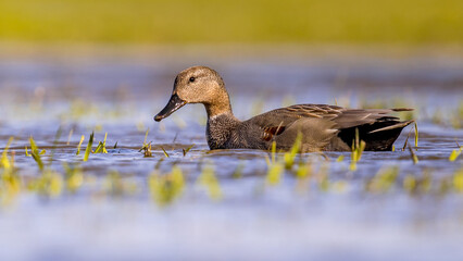 Wall Mural - Gadwall duck in natural wetland habitat