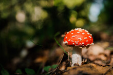 Red Fly Agaric Grows In The Forest Among The Leaves