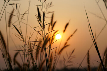 Wall Mural - Silhouette flowers grass sunset background